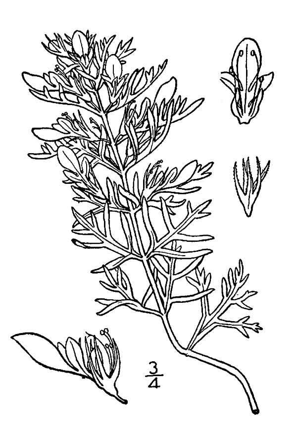 Image of lacy germander