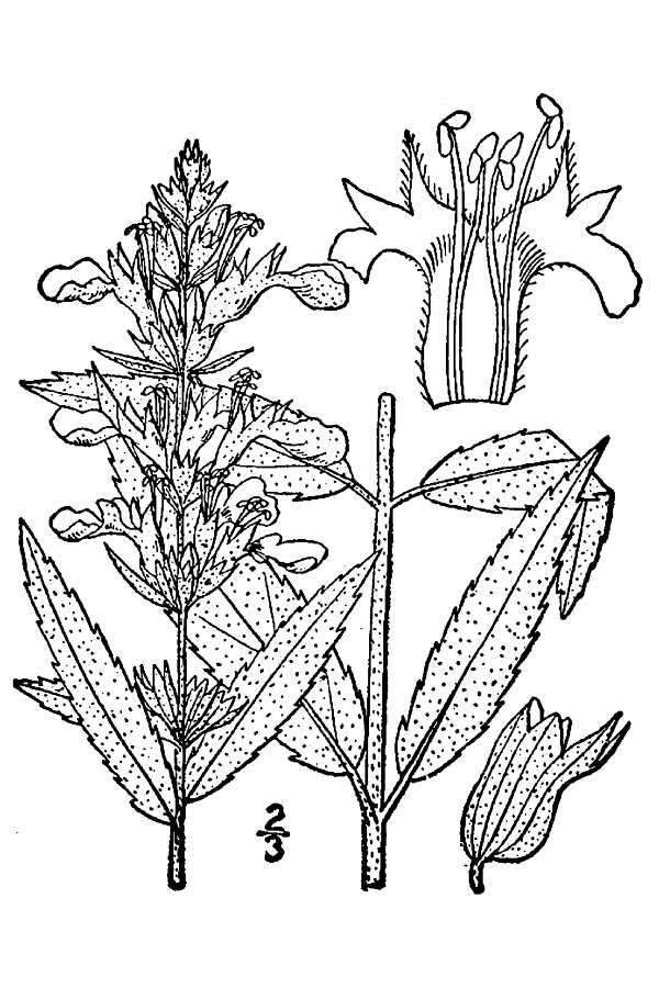 Image of Canada germander