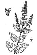 Image of woodland germander