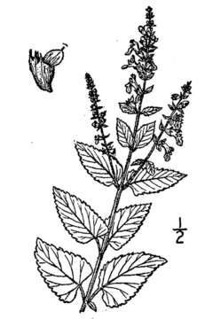 Image of woodland germander