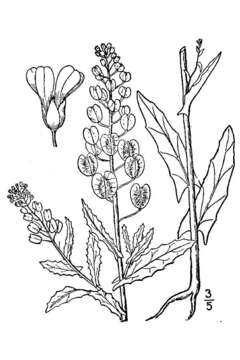 Image of field pennycress