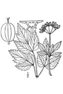 Thaspium barbinode (Michx.) Nutt. resmi