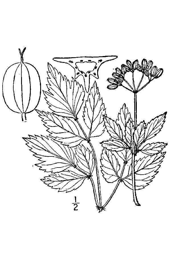 Thaspium barbinode (Michx.) Nutt. resmi
