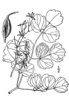 Image de Thalictrum coriaceum (Britt.) Small ex Small & Vail