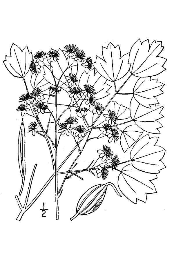 Image de Thalictrum coriaceum (Britt.) Small ex Small & Vail