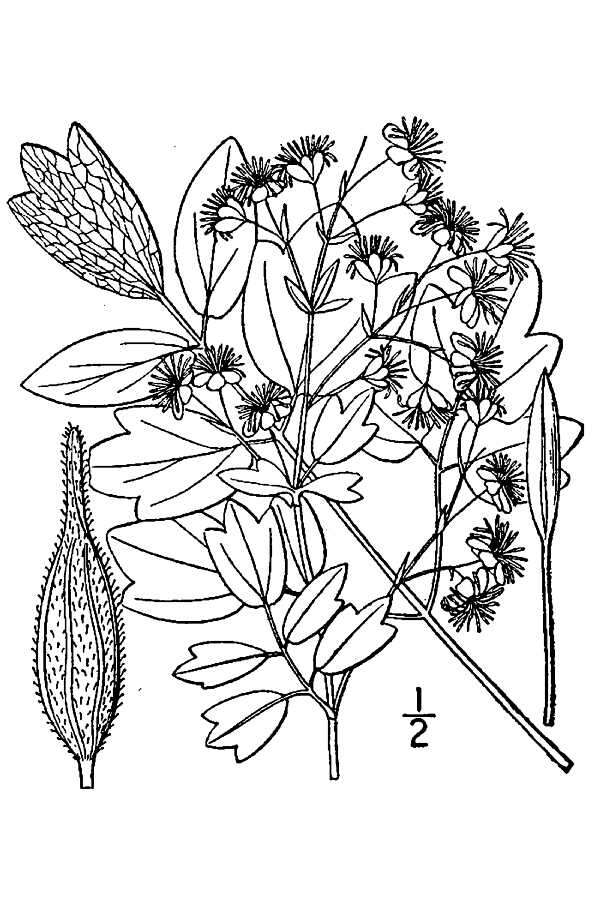 Image de Thalictrum dasycarpum Fisch. Mey. & Ave-Lall.