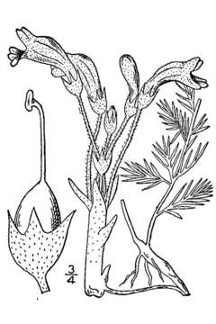 Image of clustered broomrape