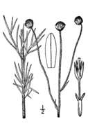 Image de Thelesperma megapotamicum (Spreng.) Herter