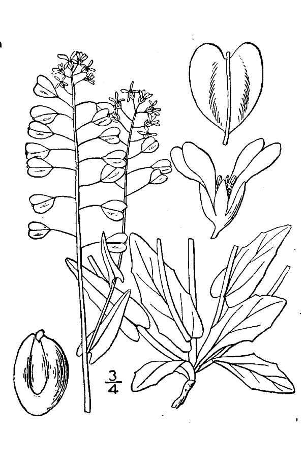 Image of pennycress