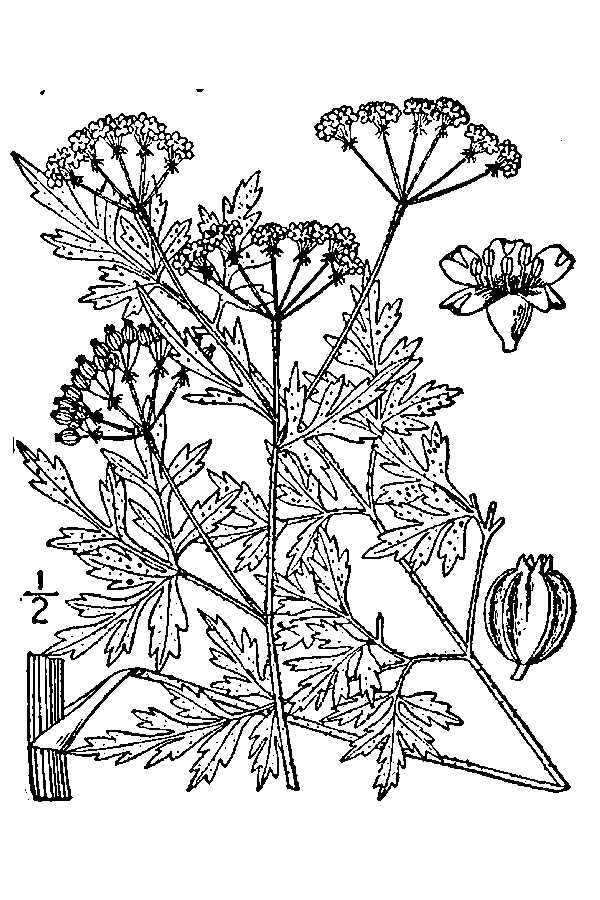 Thaspium pinnatifidum (Buckl.) A. Gray resmi
