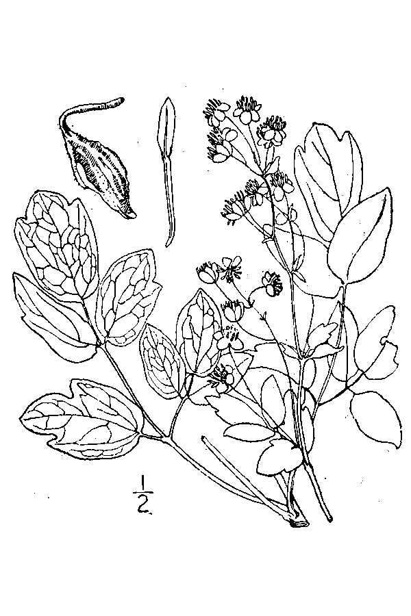 Image of Waxy-Leaf Meadow-Rue