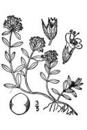 Слика од Thymus praecox subsp. britannicus (Ronniger) Holub