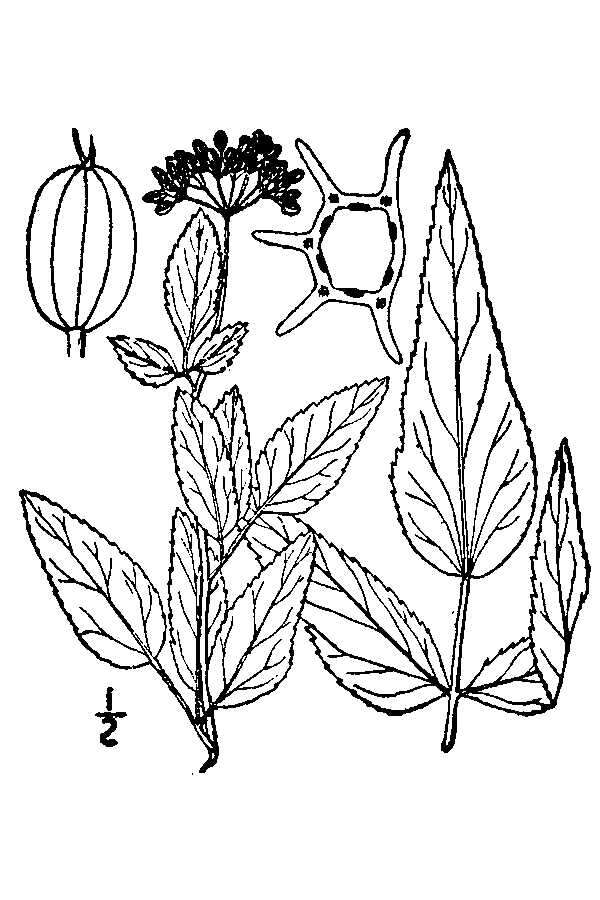 Thaspium trifoliatum (L.) A. Gray resmi