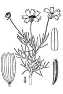 Imagem de Thelesperma filifolium var. filifolium