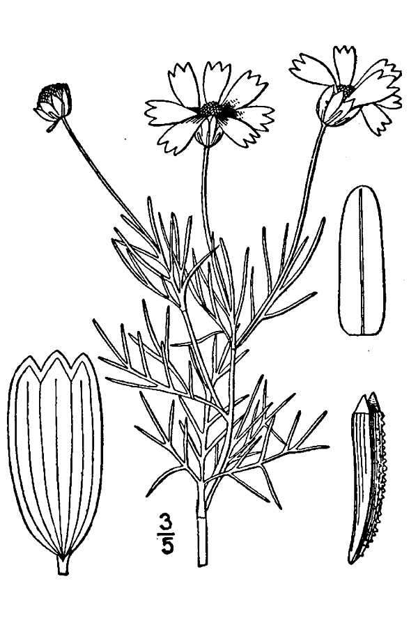 Image de Thelesperma filifolium var. filifolium