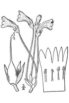 Image of Naked Broom-Rape