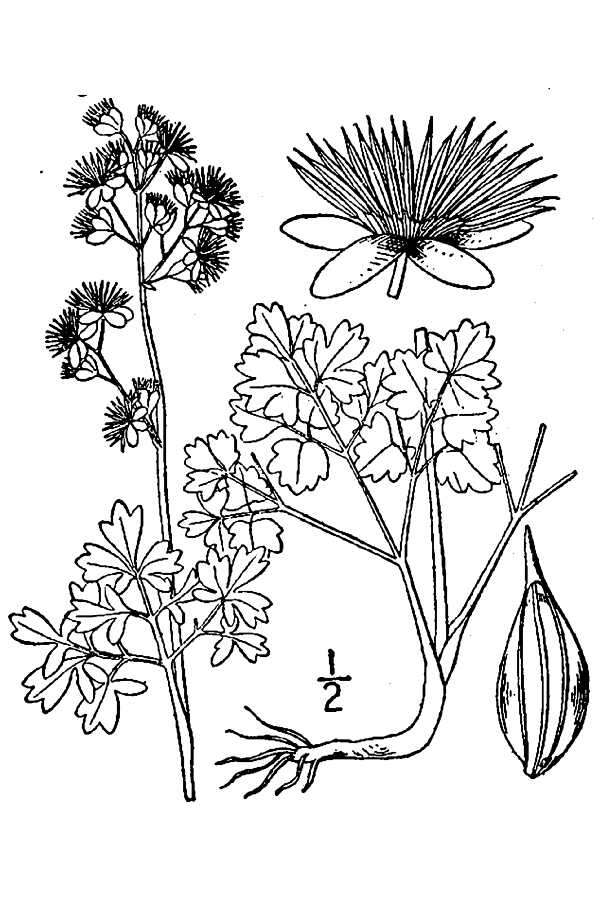 Image de Thalictrum venulosum Trelease