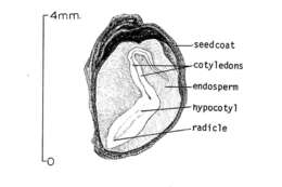 Image of American Basswood