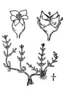 Image of water pygmyweed