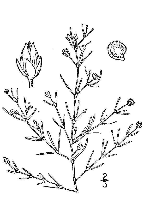 Plancia ëd Spergularia canadensis subsp. canadensis