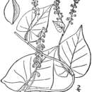 Image of black-fringed knotweed