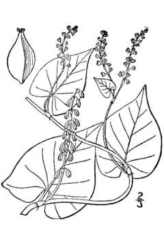 Image of black-fringed knotweed