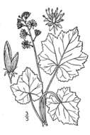Image of Heartleaved foamflower