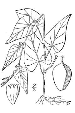 Слика од Polygonum convolvulus var. convolvulus