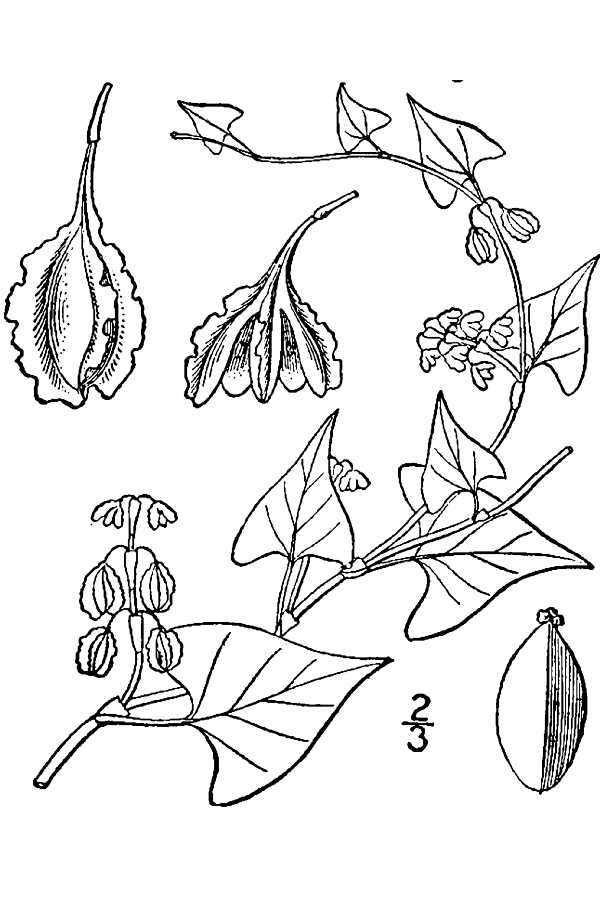 Слика од Polygonum scandens var. cristatum