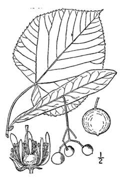 Слика од Tilia americana var. heterophylla (Vent.) Loudon