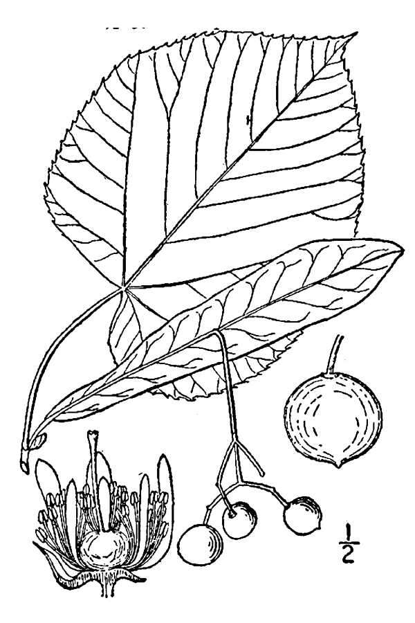 Imagem de Tilia americana var. heterophylla (Vent.) Loudon