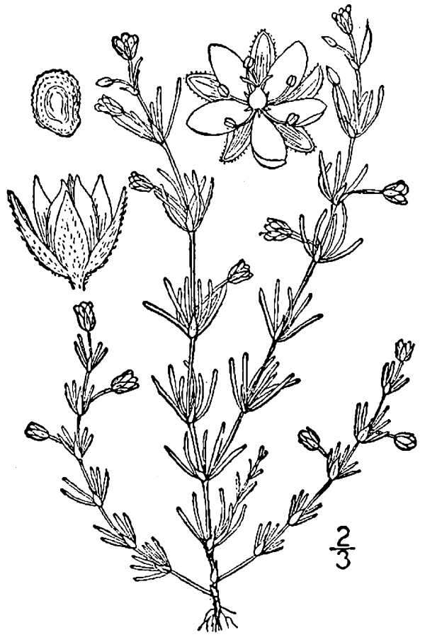 Plancia ëd Spergularia rubra (L.) J. Presl & C. Presl