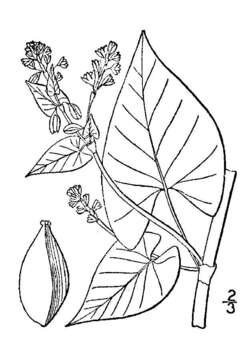 Слика од Polygonum scandens var. scandens