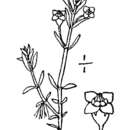 Image of wrinkleseed pygmyweed