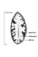 Torreya californica Torr. resmi