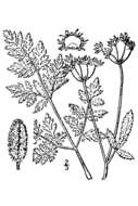Torilis japonica (Houtt.) DC. resmi