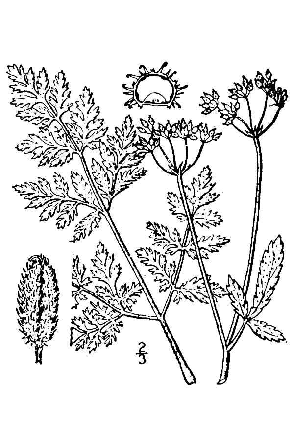 Torilis japonica (Houtt.) DC. resmi