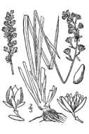 Image of Scotch false asphodel