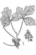 Image of Atlantic Poison Oak