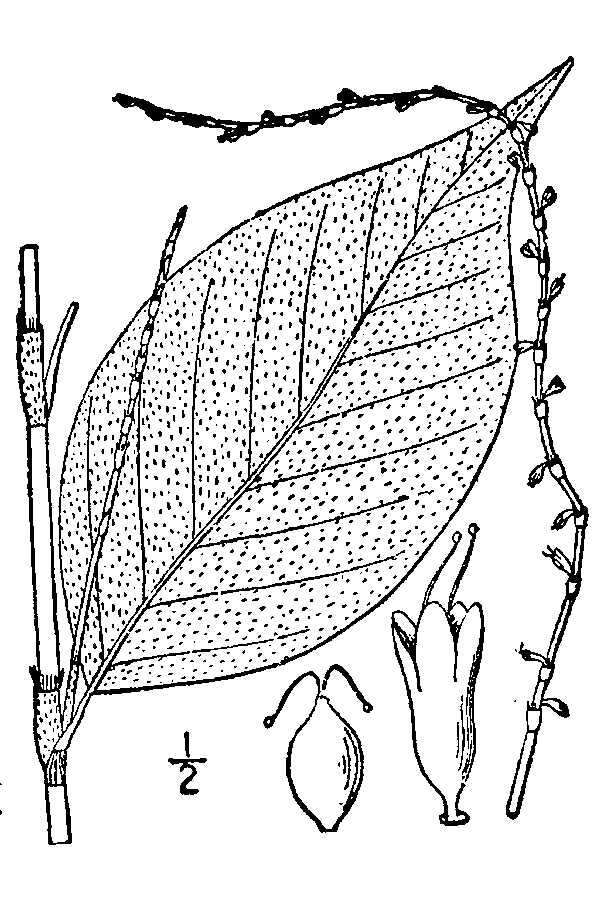 Image de Persicaria virginiana (L.) Gaertner