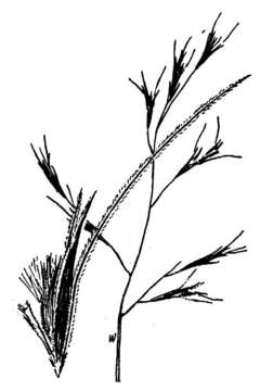 Image of perennial sandgrass