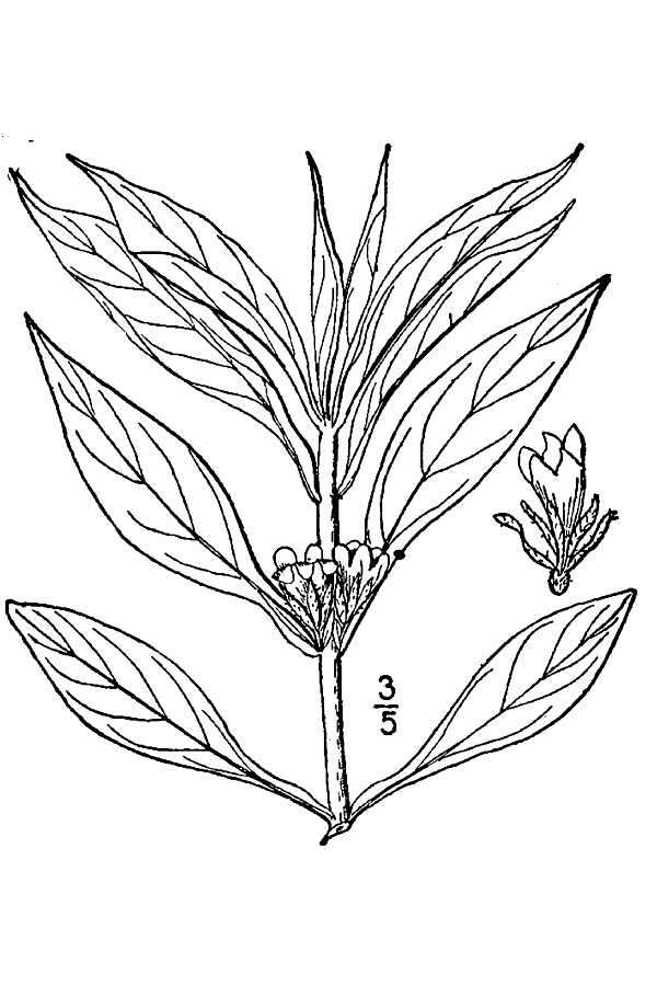 Image de Triosteum angustifolium L.