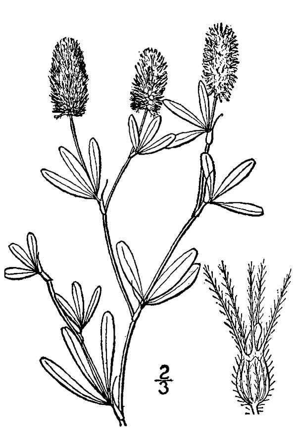 Imagem de Trifolium arvense L.