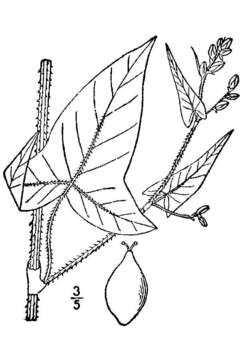 Polygonum arifolium resmi