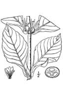 Triosteum aurantiacum E. P. Bickn. resmi