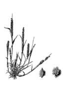 Image of Carrot seed grass