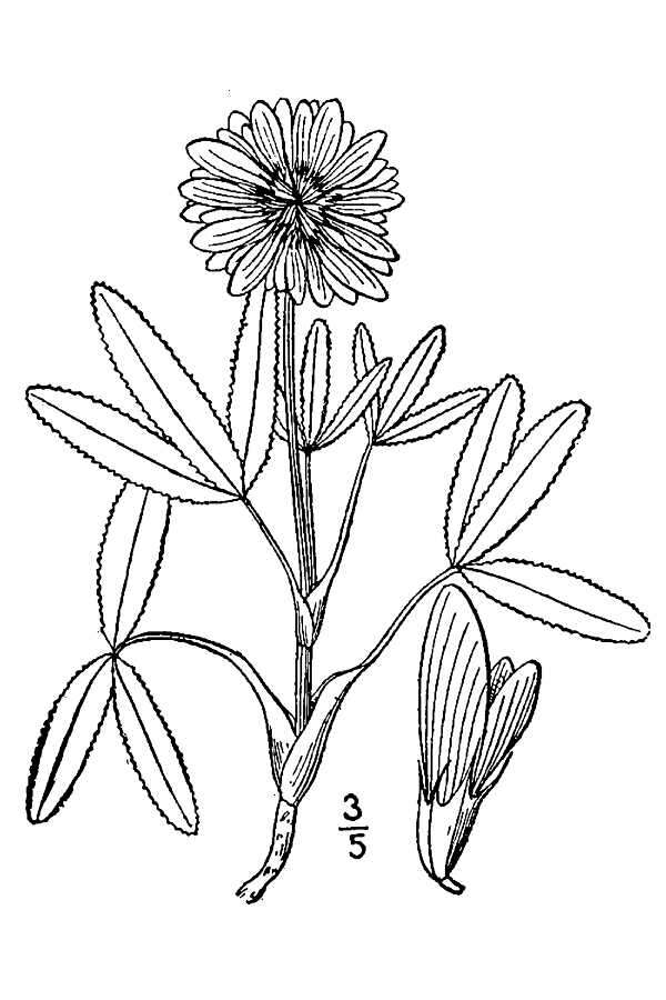 Sivun Trifolium beckwithii S. Watson kuva