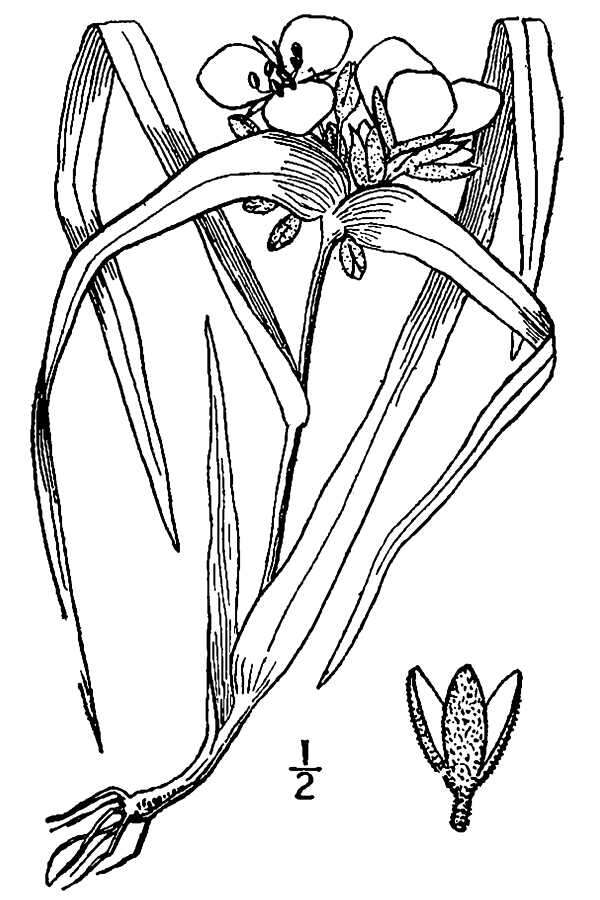 Image of longbract spiderwort