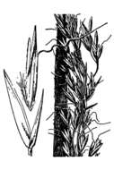 Image of tall trisetum