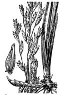 Image of Carolina fluffgrass